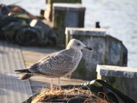 MS Hansa | Travefahrt von Lübeck nach Travemünde